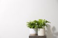 Beautiful ferns on grey table against white background, space for text Royalty Free Stock Photo