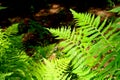 Beautiful ferns leaf in the forest in afternoon sunlight with blurry background. Nature fern leaves pattern background