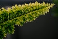 Beautiful ferns leaf green foliage natural floral fern dark black background close up Royalty Free Stock Photo
