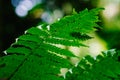 Natural closeup fern leaf agains shallow depth of field for background Royalty Free Stock Photo