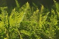 Beautiful ferns leaves green foliage natural floral fern background in sunlight. Royalty Free Stock Photo