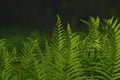 Beautiful ferns leaves green foliage natural floral fern background in sunlight.