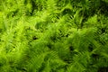 Beautyful ferns leaves green foliage natural floral fern background in sunlight. Royalty Free Stock Photo