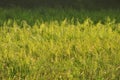 Beautiful ferns leaves green foliage natural floral fern background in sunlight. Royalty Free Stock Photo