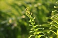 Beautiful ferns leaves green foliage natural floral fern background in sunlight. Royalty Free Stock Photo