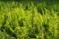 Beautiful ferns leaves green foliage natural floral fern background in sunlight. Royalty Free Stock Photo