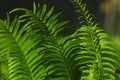 Beautiful ferns leaves green foliage natural floral fern background in sunlight.