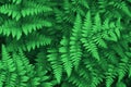 Beautiful ferns leaves green foliage natural floral fern background