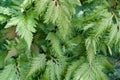 Beautiful ferns leaves green foliage natural floral fern background in sunlight Royalty Free Stock Photo