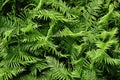 Beautyful ferns leaves green foliage natural floral fern background in sunlight.