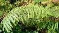 Beautiful ferns leaves green foliage natural floral fern background in sunlight Royalty Free Stock Photo