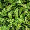 Beautiful ferns leaves green foliage natural floral fern background in sunlight Royalty Free Stock Photo