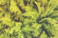 Beautiful ferns leaves green foliage natural floral fern background in sunlight Royalty Free Stock Photo