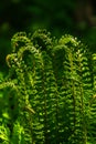 Beautiful ferns leaves green foliage natural floral fern background in sunlight. Closeup Of Fresh Green Young Wild Ferns Royalty Free Stock Photo