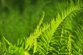 Beautiful ferns leaves green foliage natural floral fern background in sunlight. Royalty Free Stock Photo