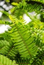 Beautiful ferns leaves green foliage natural floral texture fern pattern in sunlight background