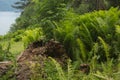 Beautiful ferns leaves green foliage nature. Floral fern background. Ferns leaves green foliage. Tropical leaf. Exotic forest Royalty Free Stock Photo