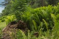 Beautiful ferns leaves green foliage nature. Floral fern background. Ferns leaves green foliage. Tropical leaf. Exotic forest Royalty Free Stock Photo