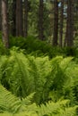 Beautiful ferns leaves green foliage nature. Floral fern background. Ferns leaves green foliage. Tropical leaf. Exotic forest Royalty Free Stock Photo