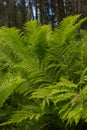 Beautiful ferns leaves green foliage nature. Floral fern background. Ferns leaves green foliage. Tropical leaf. Exotic forest Royalty Free Stock Photo