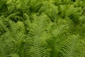 Beautiful ferns leaves green foliage nature. Floral fern background. Ferns leaves green foliage. Tropical leaf. Exotic forest Royalty Free Stock Photo