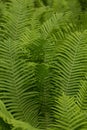 Beautiful ferns leaves green foliage nature. Floral fern background. Ferns leaves green foliage. Tropical leaf. Exotic forest Royalty Free Stock Photo