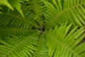 Beautiful ferns leaves green foliage nature. Floral fern background. Ferns leaves green foliage. Tropical leaf. Exotic forest Royalty Free Stock Photo