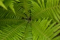 Beautiful ferns leaves green foliage nature. Floral fern background. Ferns leaves green foliage. Tropical leaf. Exotic forest Royalty Free Stock Photo