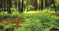 Beautiful Ferns Leaves Green Foliage In Summer Coniferous Forest. Green Fern Bushes Between Woods, Trees