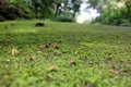 Beautiful ferns leaves and green moss natural Royalty Free Stock Photo