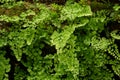 Beautiful ferns leaves and green moss natural Royalty Free Stock Photo