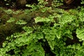 Beautiful ferns leaves and green moss natural Royalty Free Stock Photo