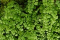 Beautiful ferns leaves and green moss natural Royalty Free Stock Photo