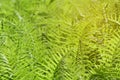 Beautiful ferns leaves with sunshine in morning