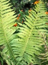 Beautiful ferns leaves Rain drops on fern leaves, natural background,Green Black Texture Royalty Free Stock Photo