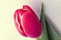 Beautiful red Tulip with rain drops on background Royalty Free Stock Photo