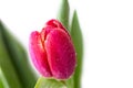 Beautiful red Tulip with rain drops on white background Royalty Free Stock Photo