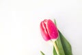 Beautiful red Tulip with rain drops on background Royalty Free Stock Photo