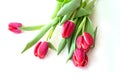 Beautiful bouquet red Tulip with rain drops on white background Royalty Free Stock Photo