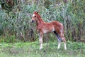 Beautiful few weeks old arabian colt grazing summer pasture Royalty Free Stock Photo