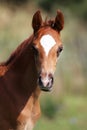 Beautiful few weeks old chestnut foal posing on pasture Royalty Free Stock Photo