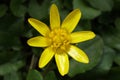 beautiful Ficaria verna, commonly known as lesser celandine or pilewort in the garden Royalty Free Stock Photo