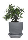 Beautiful Ficus benjamina plant in pot isolated on white. House decor Royalty Free Stock Photo