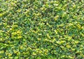 Ficus pumila leaves wall