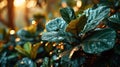 Beautiful fiddle leaf