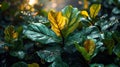 Beautiful fiddle leaf