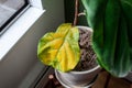 A beautiful fiddle leaf fig houseplant sits in a pot by a window for bright, indirect light, but has a large yellowing leaf