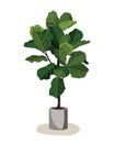 Beautiful fiddle leaf tree in ceramic pot on white background. Ficus Lyrata vector illustration. Stylish houseplant