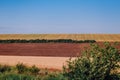 beautiful field agricultural crops row stripes waves Royalty Free Stock Photo