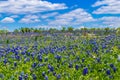 A Beautiful Field Blanketed with the Famous Texas Bluebonnet (Lupinus texensis) Wildflowers.